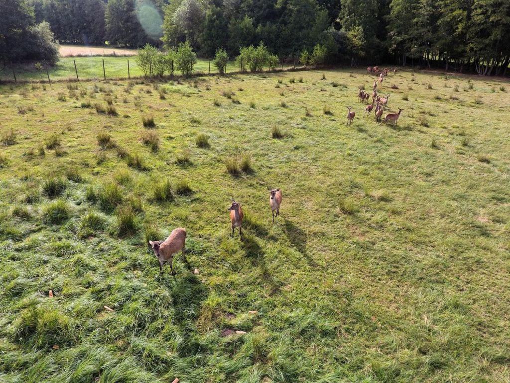 Gite Du Cerf Birkenwald Eksteriør billede